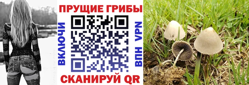 Галлюциногенные грибы Psilocybe  дарнет шоп  Ставрополь 